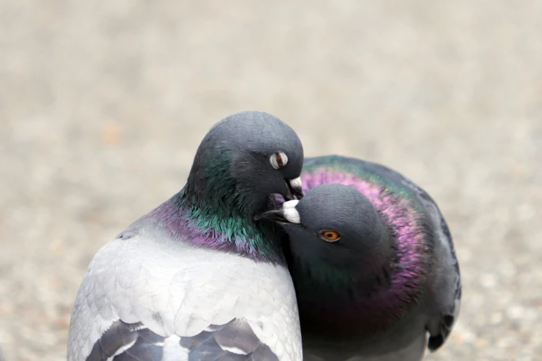 a couple of pigeons standing next to each other, a photo, by Jan Rustem, shutterstock, kissing together, stock photo