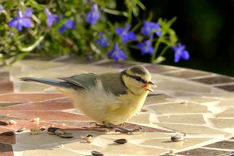 a small bird sitting on top of a table, by Jan Rustem, flickr, eating outside, !female, blue and yellow fauna, chunky!!!