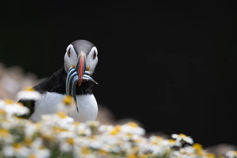 a close up of a bird with a fish in its mouth, a portrait, by Dave Allsop, atlantic puffin, swarming in flowers, depth of field”, alex boyd