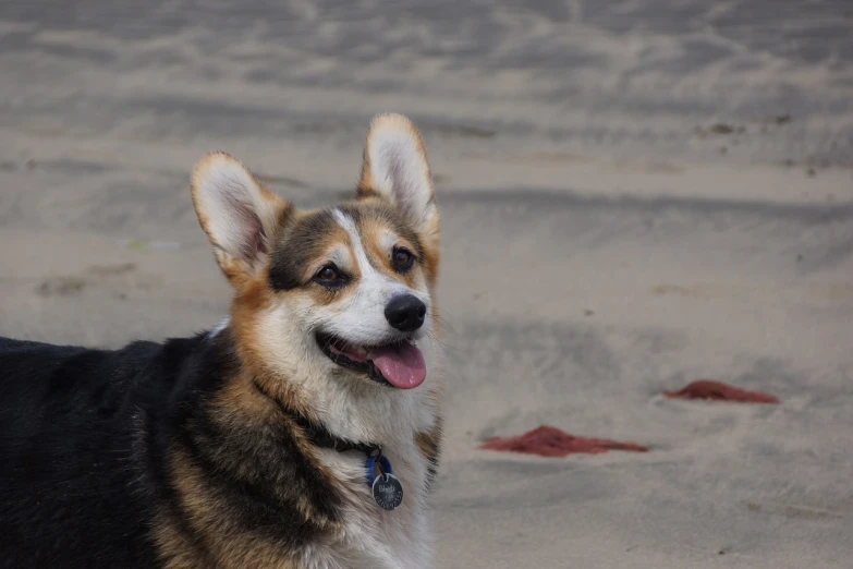 a close up of a dog on a beach, a portrait, cute corgi, smiling spartan, wide shot photo, zoomed out shot