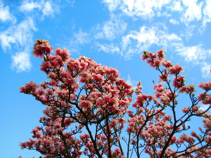 a tree with pink flowers against a blue sky, inspired by Barbara Nasmyth, flickr, baroque, beautiful flower, cloud, magnolia stems, japanese