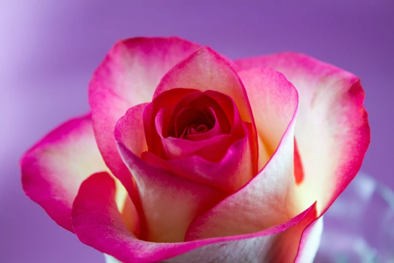 a close up of a pink rose in a vase, a portrait, colourful close up shot, white and purple, amazing contrasting background, highly detailed product photo