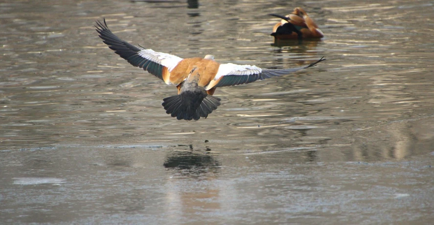 a bird flying over a body of water, a photo, sōsaku hanga, taken in zoo, freeze frame, covered!, back to camera