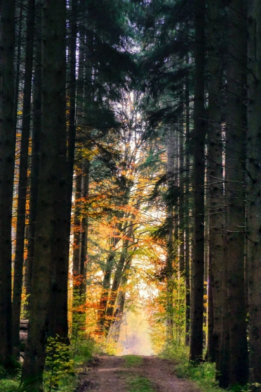 a dirt road in the middle of a forest, a picture, inspired by Gerard Soest, light and space, at sunset in autumn, fir trees, forest details, tall trees