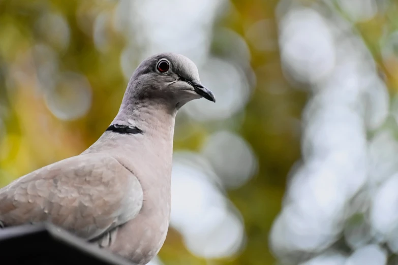 a close up of a bird on a roof, a portrait, by Jan Rustem, shutterstock, pale head, view from the bottom, 4 5 mm bokeh, dove