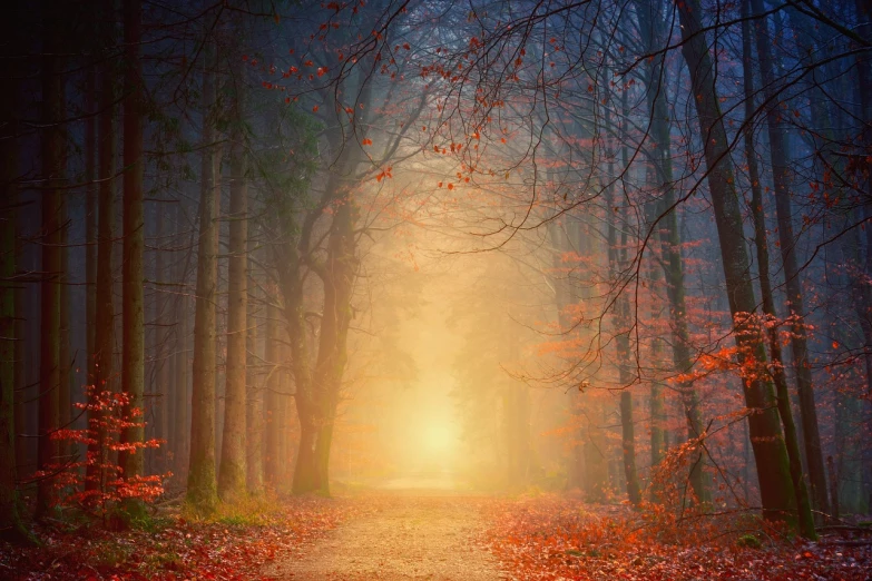 a path in the middle of a forest with leaves on the ground, a picture, by Eugeniusz Zak, shutterstock, fine art, glowing colorful fog, beautiful iphone wallpaper, holy light, light orange mist