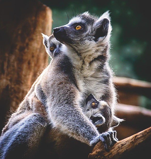 a close up of a lemur on a tree branch, a photo, pexels, romanticism, motherly, stacked image, siblings, close-up shot from behind