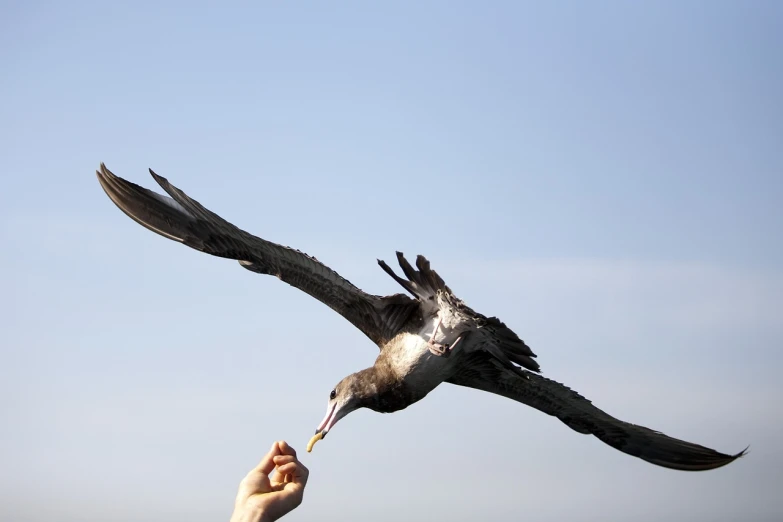 a bird that is flying through the air, a picture, figuration libre, tourist photo, big beak, high res photo, hands