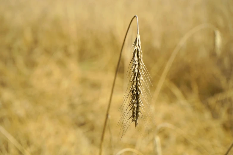 a close up of a stalk of wheat in a field, a macro photograph, symbolism, 1 9 7 0 s photo