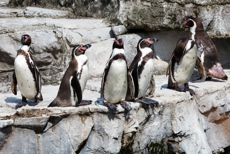 a group of penguins standing on top of a rock, a photo, by Dietmar Damerau, shutterstock, in the zoo exhibit, in a row, high detailed photo, watch photo