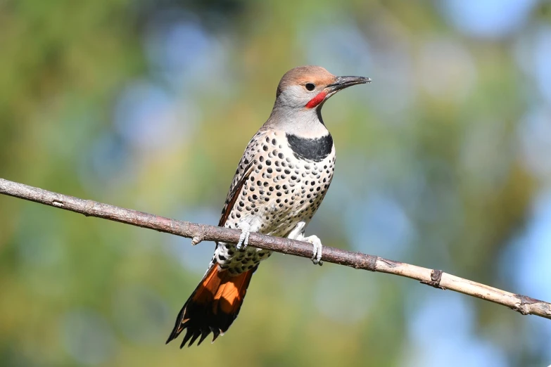 a bird sitting on top of a tree branch, speckled, raal, flat triangle - shaped head, long