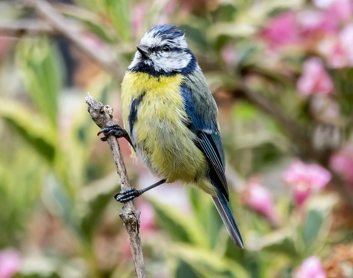 a blue and yellow bird sitting on top of a tree branch, by Niels Lergaard, full of colour 8-w 1024, fluffy!!!, in the garden, mono