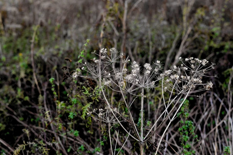 a close up of a plant in a field, a portrait, by Richard Carline, naturalism, in an evening autumn forest, megascans texture, grayish, patchy flowers