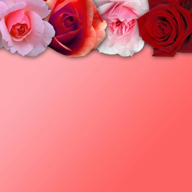 a group of red and pink roses on a pink background, a stock photo, by Jan Rustem, gradient white to red, paper border, red and orange colored, black and white and red colors