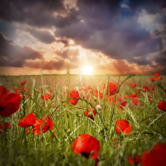 a field full of red poppies under a cloudy sky, digital art, by Kazimierz Wojniakowski, shutterstock, romanticism, with the sun shining on it, ww1 photo, rays of life, mid shot photo