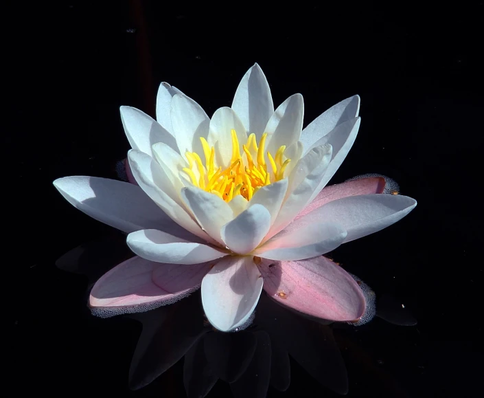 a white water lily floating on top of a pond, by Jan Rustem, flickr, beautiful flower, backlighted, black lotus, author unknown
