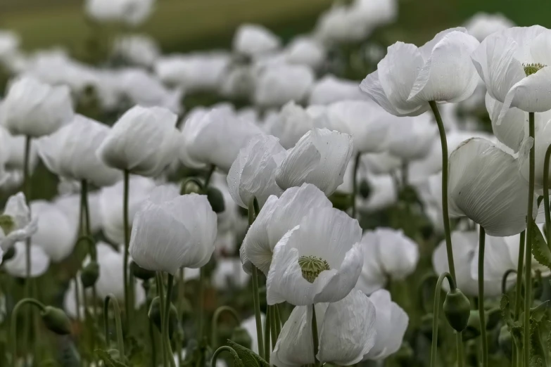 a field filled with lots of white flowers, a picture, by Kiyoshi Yamashita, pixabay, romanticism, poppy, overcast weather, flowing white robes, superb detail 8 k