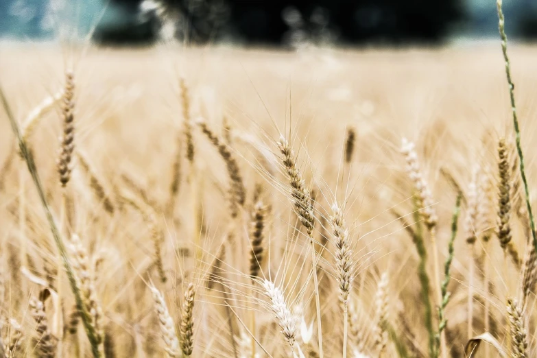 a field of ripe wheat with trees in the background, a macro photograph, by Thomas Häfner, precisionism, closeup 4k, vignetting, loosely cropped, looking to the right