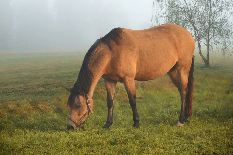 a brown horse standing on top of a lush green field, a picture, pixabay, romanticism, foggy at dawn, having a snack, pot-bellied, grey mist