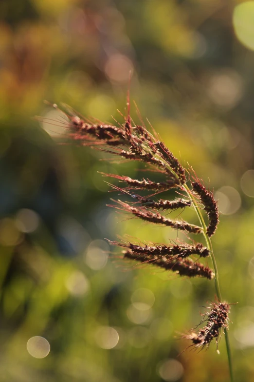 a close up of a plant with a blurry background, a macro photograph, red grass, bokeh photo