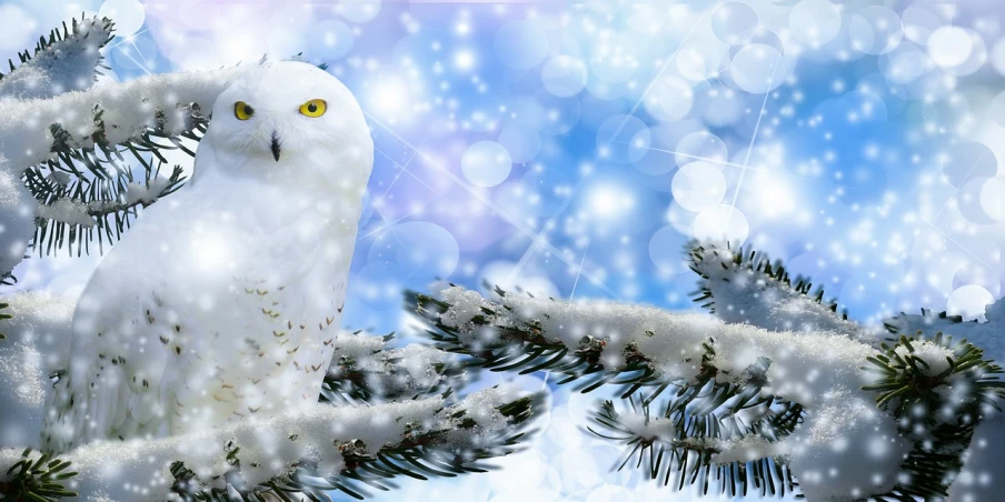 a white owl sitting on top of a snow covered tree, trending on pixabay, digital art, background image, avatar image, dazzling lights, 4k uhd wallpaper