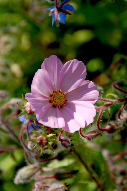 a pink flower sitting on top of a lush green field, a portrait, by Robert Brackman, flickr, miniature cosmos, spiralling, ornamental, softly shadowed