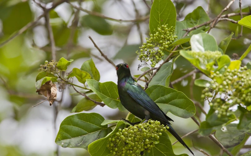 a green bird sitting on top of a tree branch, by Robert Brackman, hurufiyya, full of colorful vegetation, black sokkel, purple and green, cape