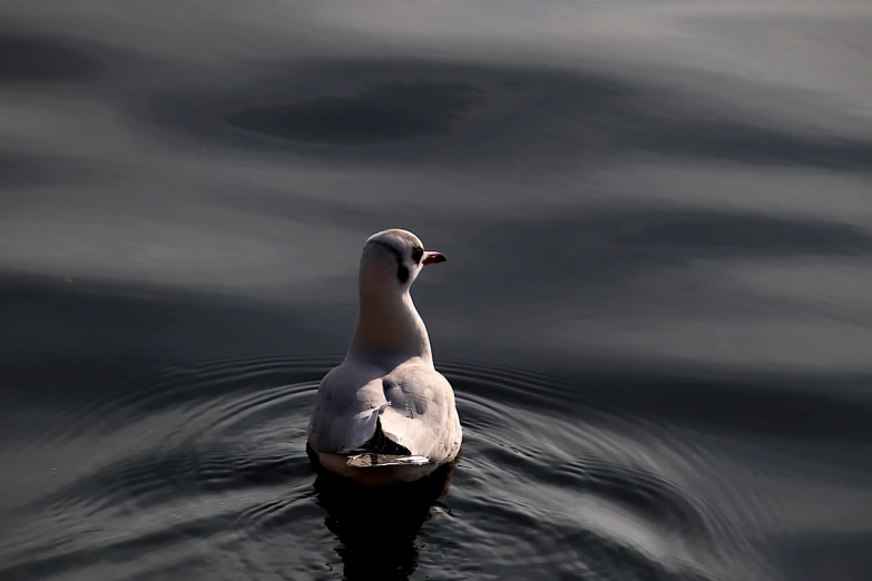 a white swan floating on top of a body of water, a picture, minimalism, seagull, with backlight, high res photo