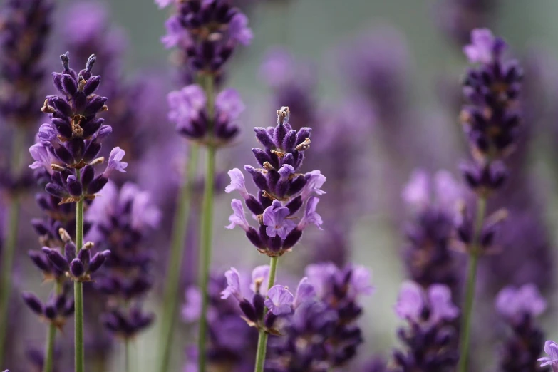 a close up of a bunch of purple flowers, lavender plants, photograph credit: ap, けもの, purple liquid