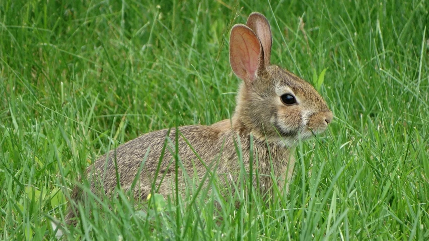 a rabbit that is sitting in the grass, by Tom Carapic, npr, file photo, young female, mouse photo