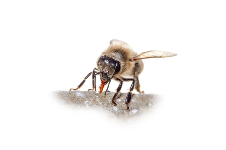 a close up of a bee on a white surface, a macro photograph, shutterstock, figuration libre, high detail product photo, pillar, ground-breaking, high detail illustration