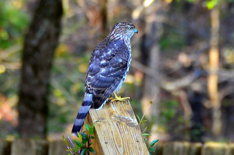 a bird sitting on top of a wooden post, a portrait, by Tom Carapic, pexels, plein air, hawk, menacing!!!, immature, female beauty