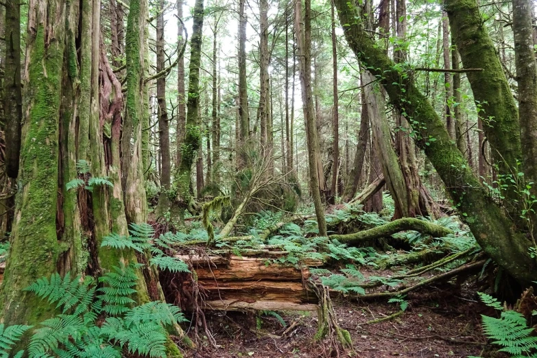 a forest filled with lots of green trees, a picture, by Jim Nelson, some fallen trees, british columbia, forest style studio shot, haida