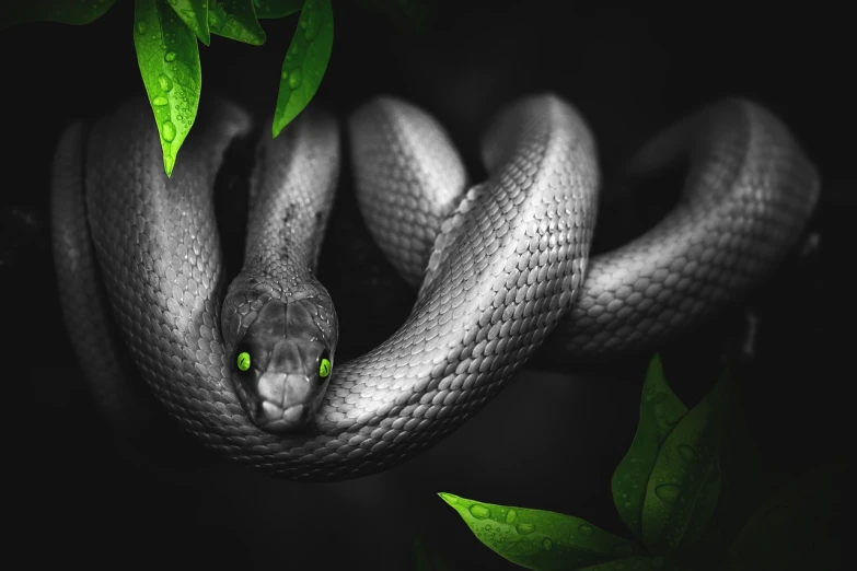 a black and white photo of a snake, a black and white photo, by Adam Marczyński, trending on pexels, photorealism, green glowing eyes, hyperrealism. fantasy 4k, lianas, selective color effect