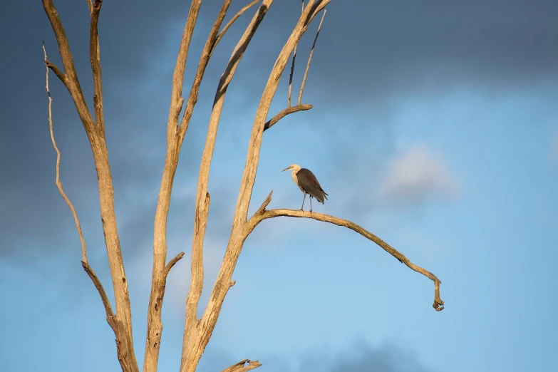 a bird sitting on top of a bare tree, by Peter Churcher, shutterstock, coast, daisy, hard morning light, 4 0 0 mm f 1. 8