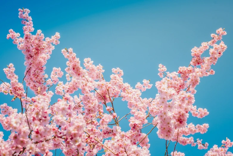 a tree with pink flowers against a blue sky, unsplash, aestheticism, japanese flower arrangements, 4k —height 1024 —width 1024, cherry explosion, flowers with intricate detail