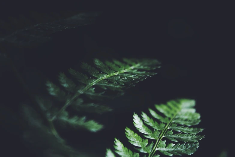 a close up of a fern leaf on a black background, inspired by Elsa Bleda, hurufiyya, blurred forest background, 4k high res, computer wallpaper, hemlocks