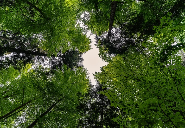 a forest filled with lots of green trees, a picture, by Joseph von Führich, pexels, naturalism, seen from below, as seen from the canopy, low angle 8k hd nature photo, viewed from below