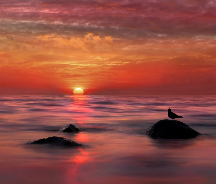 a bird sitting on top of a rock in the ocean, romanticism, sunset red and orange, at sunrise in springtime, perfectly calm waters, suns