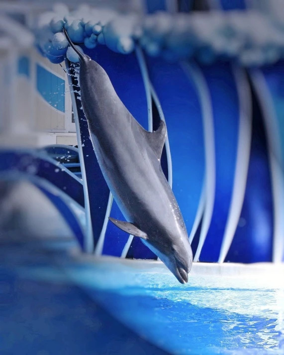 a dolphin is jumping out of the water, a picture, by Anna Haifisch, shutterstock, arabesque, okinawa churaumi aquarium, blue and gray colors, photorealistic ”, lolita