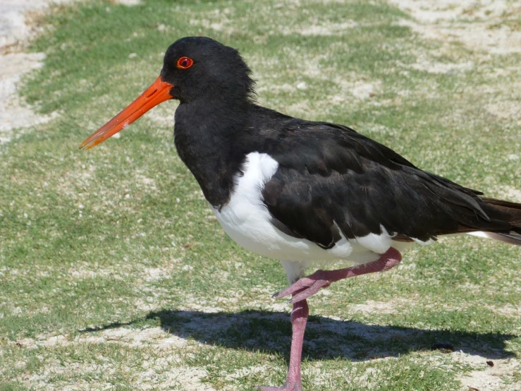 a black and white bird with an orange beak, large antennae, long pointy pink nose, gulf, on a sunny day