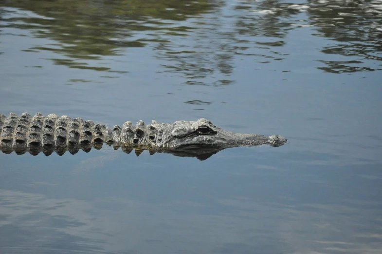 a large alligator floating on top of a body of water, a picture, by Linda Sutton, close - up profile, with a white muzzle, from the front, well detailed