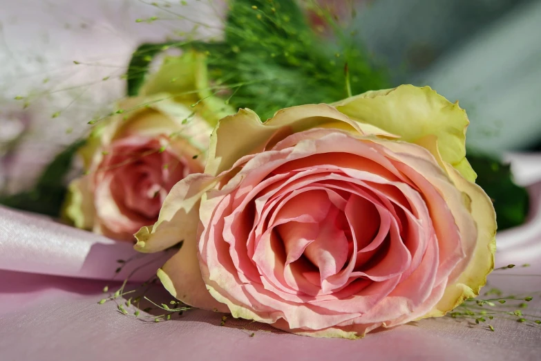 a close up of two pink roses on a pink cloth, inspired by François Boquet, pixabay, yellow rose, draped in fleshy green and pink, highly detailed close up shot, floating bouquets