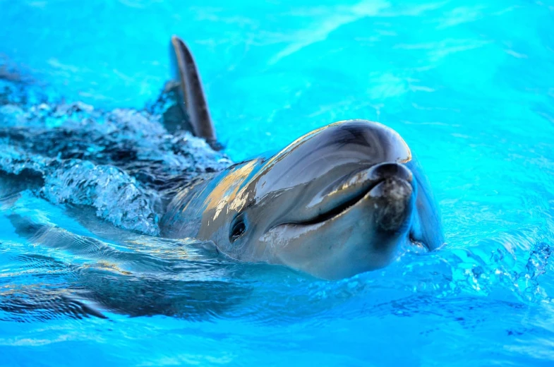 a close up of a dolphin swimming in a pool, a stock photo, by Anna Haifisch, shutterstock, brown and cyan blue color scheme, donald duck in real life, beautiful face!!!!, museum quality photo