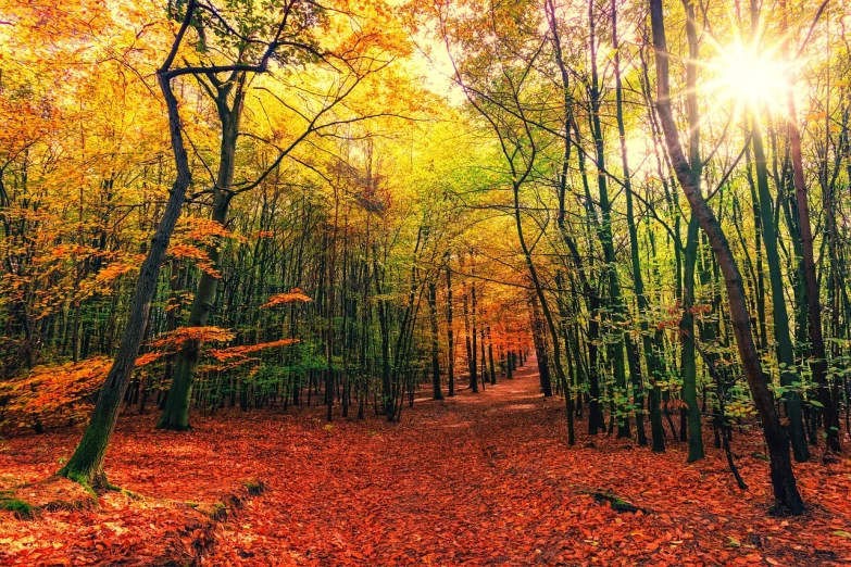 the sun is shining through the trees in the woods, by Eugeniusz Zak, shutterstock, fine art, fall leaves on the floor, dark oranges reds and yellows, path into lush forest, full of golden layers