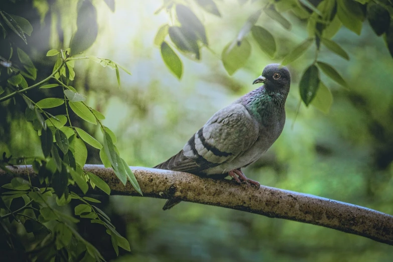a pigeon sitting on a branch of a tree, a picture, by Jan Rustem, shutterstock, royal green and nature light, cinematic realistic photo, stock photo