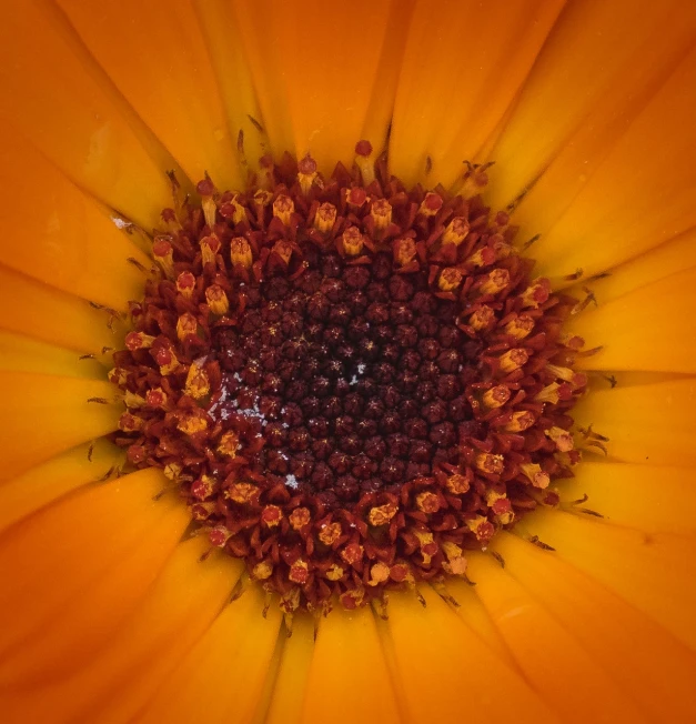 a close up view of a yellow flower, a macro photograph, by Jan Rustem, orange halo, top down shot, highly detailed close up, very orange