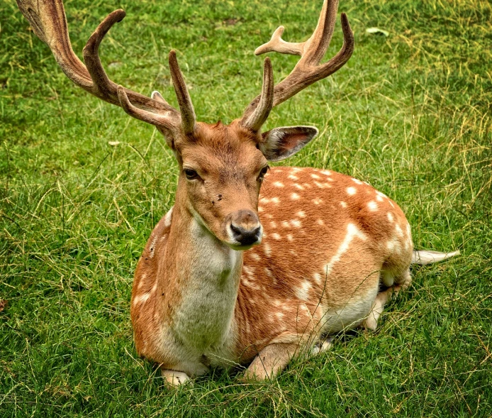 a deer that is laying down in the grass, a photo, by Richard Carline, renaissance, attractive and good looking, post-processed, 🦩🪐🐞👩🏻🦳, portrait photo