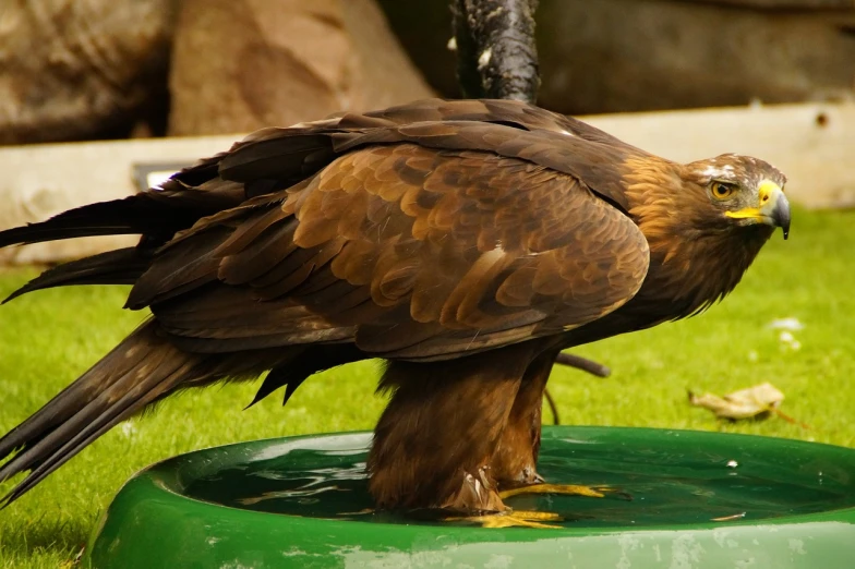 a brown bird standing on top of a green bowl, pexels contest winner, hurufiyya, black aarakocra eagle warlord, playing with the water, kneeling, gold