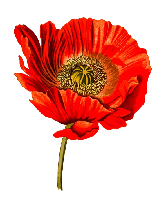 a close up of a red flower on a black background, a digital painting, by Robert Brackman, art photography, poppy, restored color, finely detailed illustration, beautiful painting of a tall